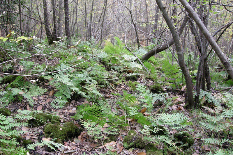 Osmunda regalis / Osmunda regale